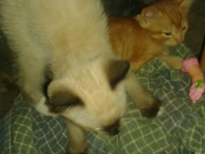 Gato ra a  idade Abaixo de 2 meses nome gatinho
