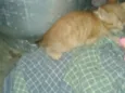 gatinho