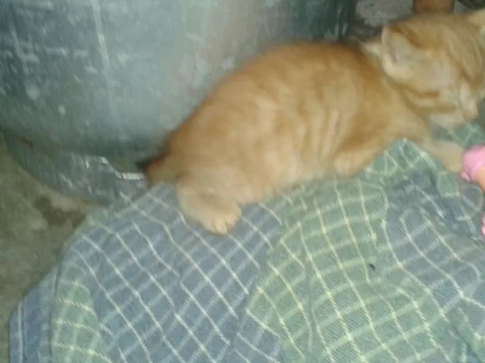 Gato ra a  idade Abaixo de 2 meses nome gatinho