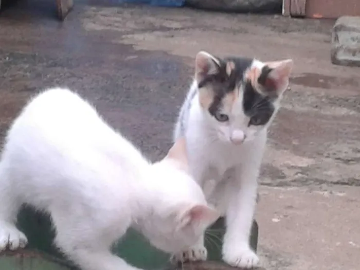 Gato ra a  idade 2 a 6 meses nome gatinho