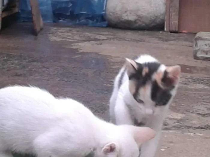 Gato ra a  idade 2 a 6 meses nome gatinho