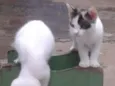 gatinho