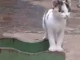 gatinho