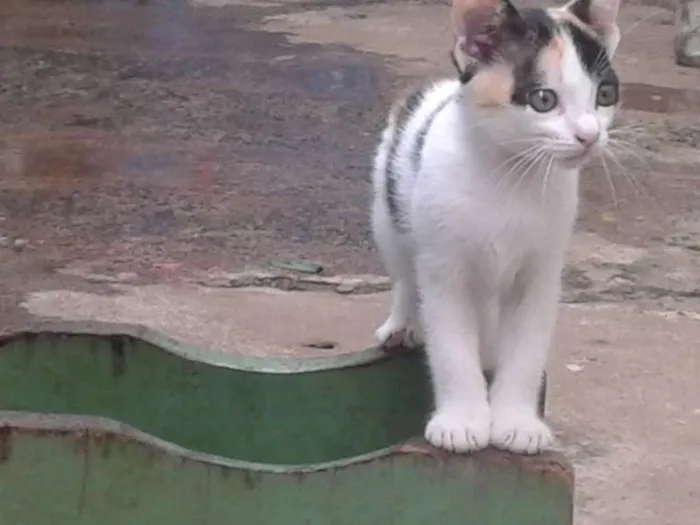 Gato ra a  idade 2 a 6 meses nome gatinho