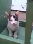 gatinho