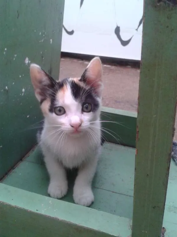 Gato ra a  idade 2 a 6 meses nome gatinho