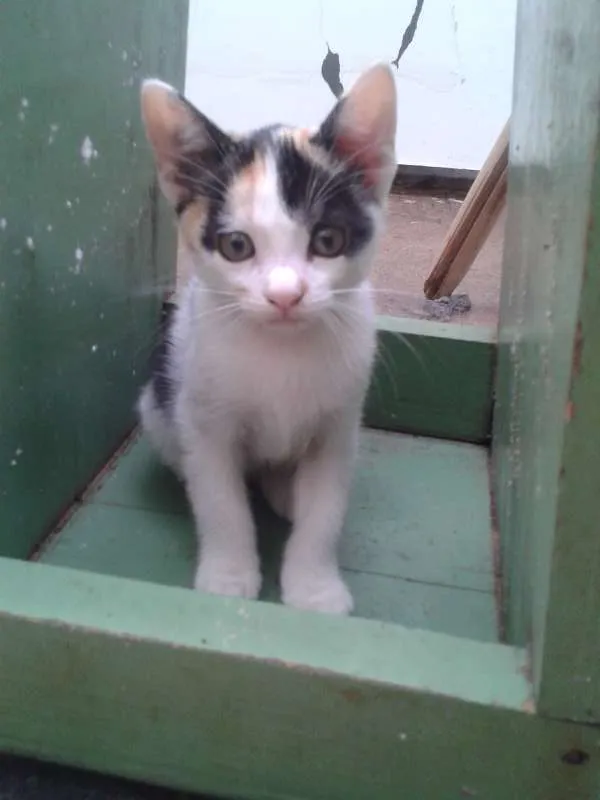 Gato ra a  idade 2 a 6 meses nome gatinho