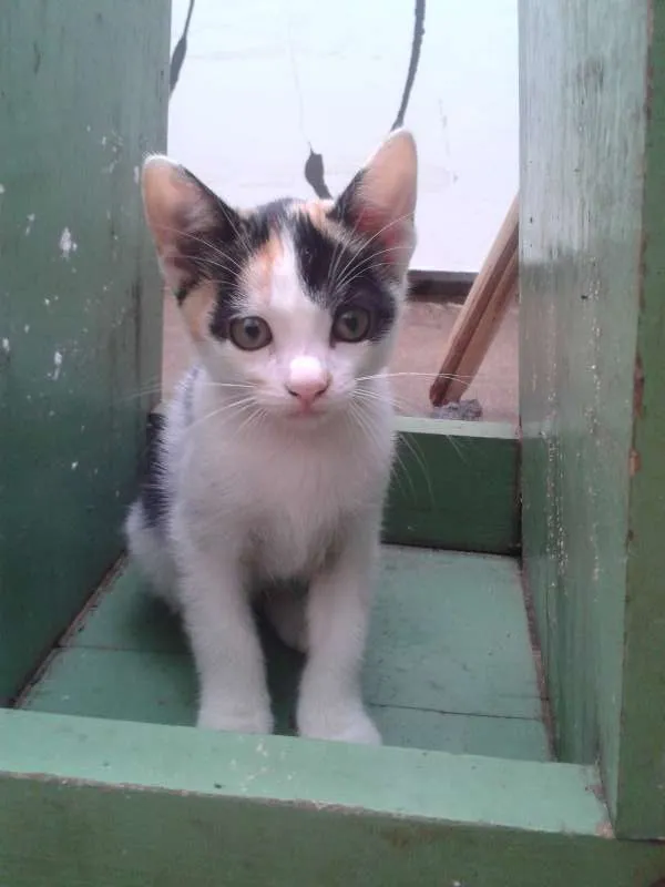 Gato ra a  idade 2 a 6 meses nome gatinho