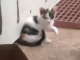 gatinho
