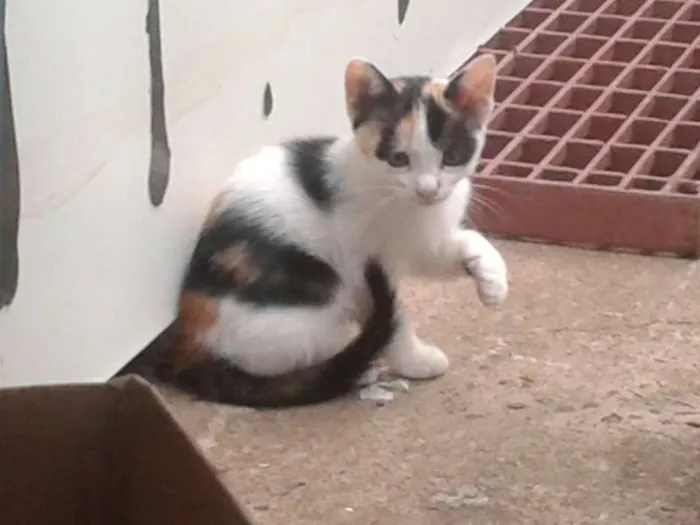 Gato ra a  idade 2 a 6 meses nome gatinho