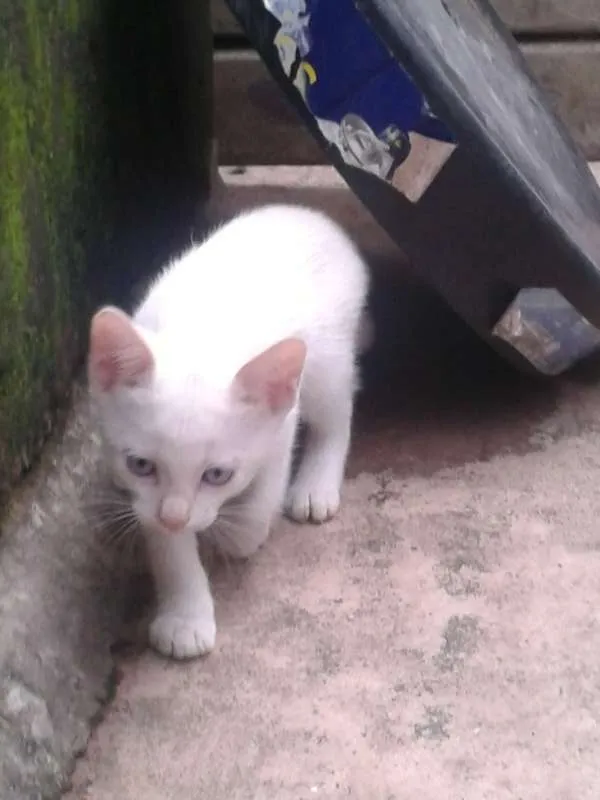 Gato ra a  idade Abaixo de 2 meses nome gatinho