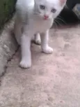 gatinho