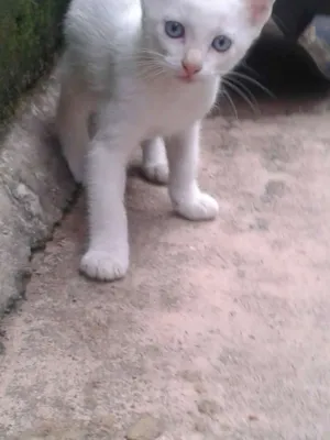 Gato raça  idade Abaixo de 2 meses nome gatinho