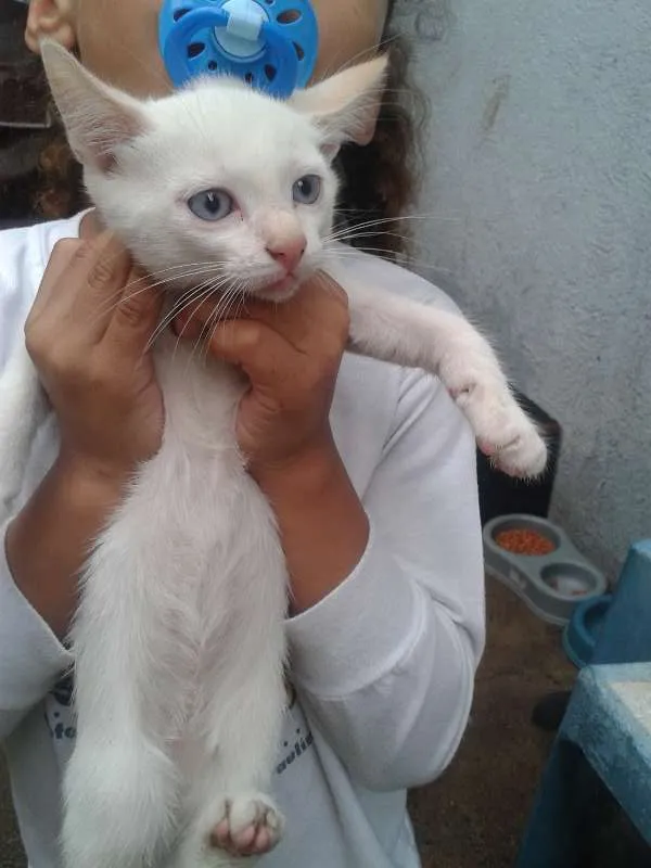 Gato ra a  idade Abaixo de 2 meses nome gatinho