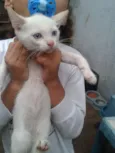 gatinho
