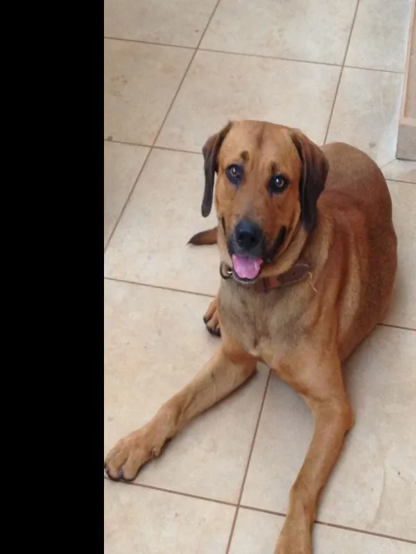 Cachorro ra a Não identificada idade 3 anos nome Sem Nome