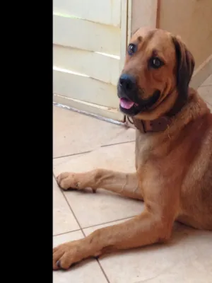 Cachorro raça Não identificada idade 3 anos nome Sem Nome