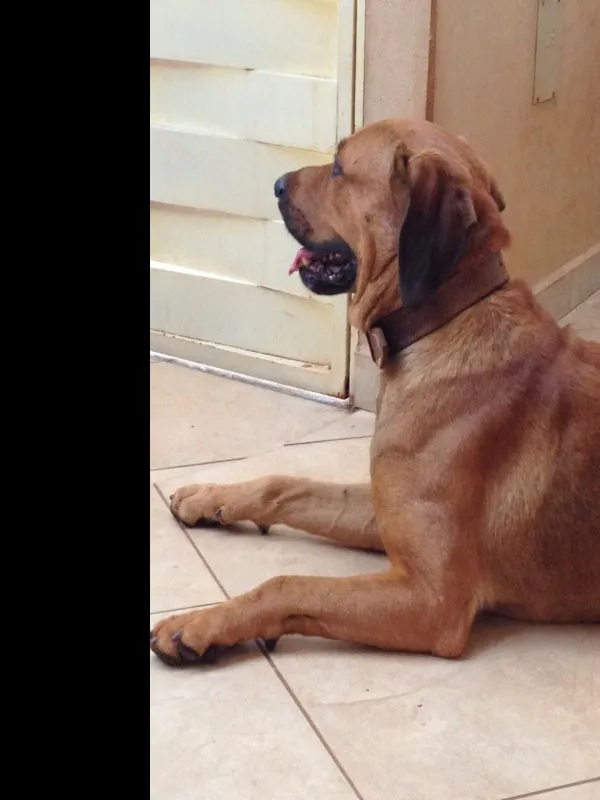 Cachorro ra a Não identificada idade 3 anos nome Sem Nome