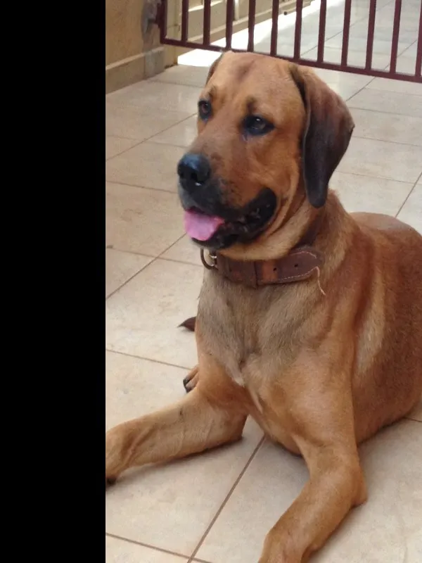 Cachorro ra a Não identificada idade 3 anos nome Sem Nome
