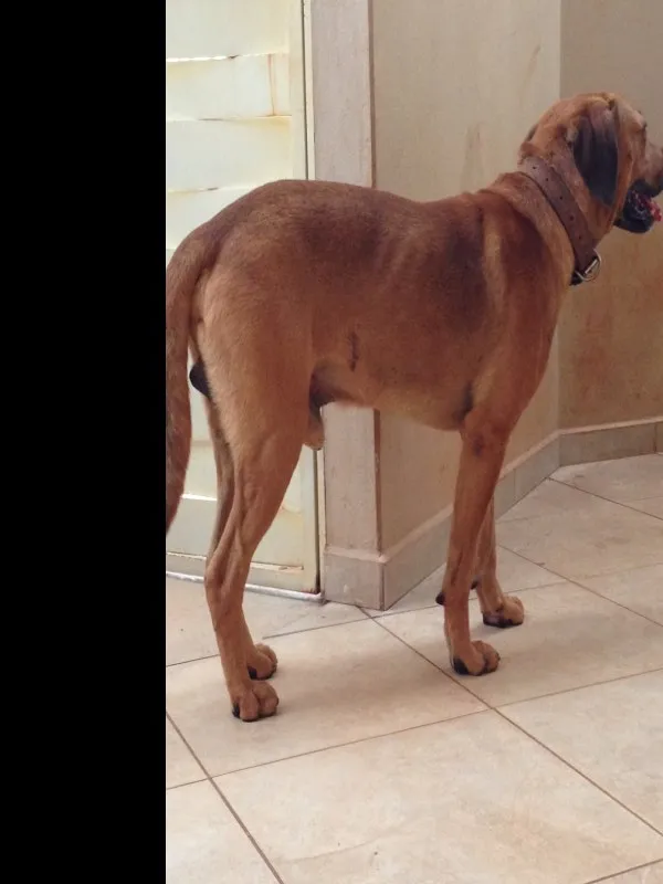 Cachorro ra a Não identificada idade 3 anos nome Sem Nome