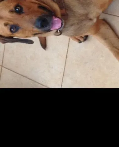 Cachorro ra a Não identificada idade 3 anos nome Sem Nome