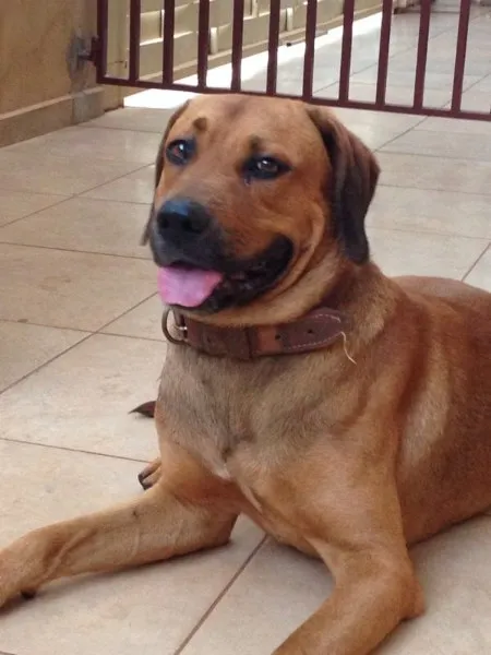 Cachorro ra a SRD idade 2 anos nome Sem nome