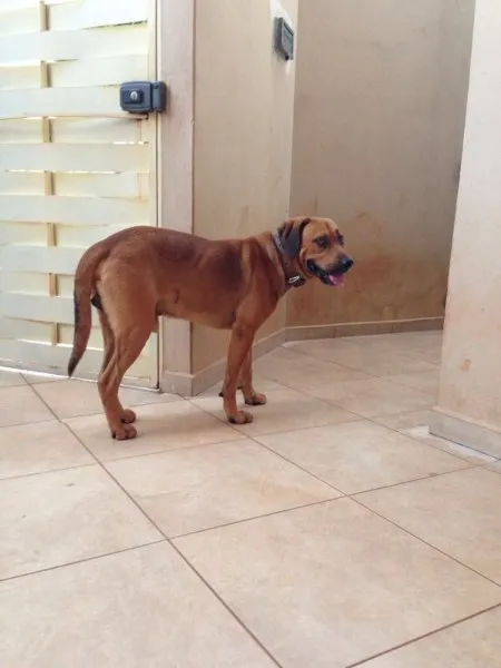 Cachorro ra a SRD idade 2 anos nome Sem nome
