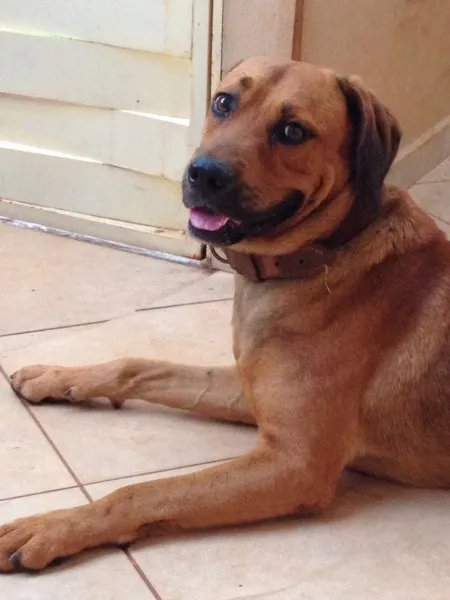 Cachorro ra a SRD idade 2 anos nome Sem nome