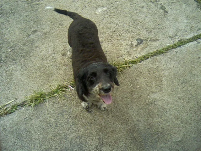 Cachorro ra a SRD idade 4 anos nome Neguinha GRATIFICA
