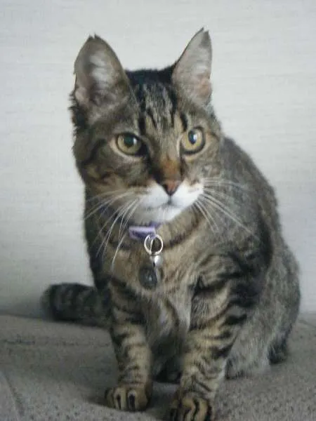 Gato ra a SRD idade 6 ou mais anos nome Gatão