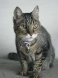 Gatão