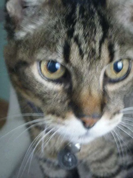 Gato ra a SRD idade 6 ou mais anos nome Gatão