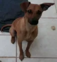 pingo