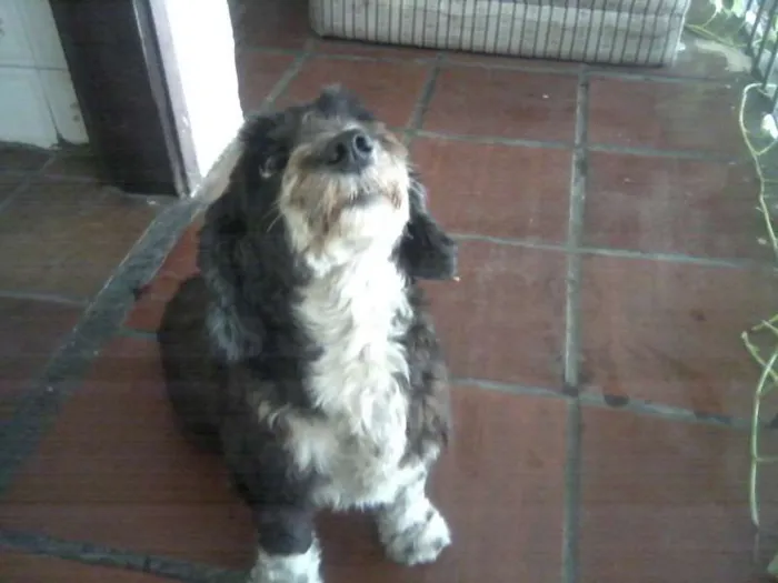 Cachorro ra a SRD idade 4 anos nome Neguinha GRATIFICA