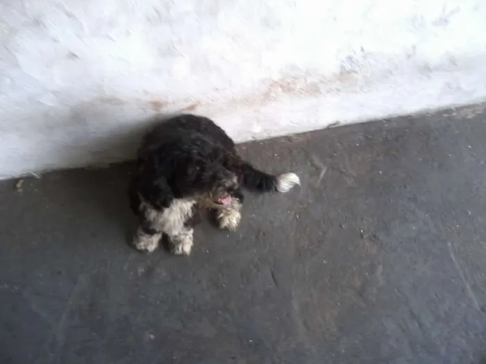Cachorro ra a SRD idade 4 anos nome Neguinha GRATIFICA
