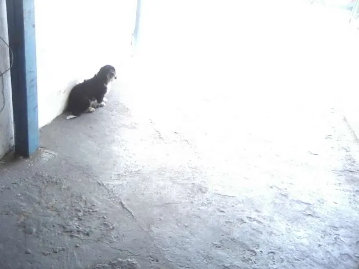 Cachorro ra a SRD idade 4 anos nome Neguinha GRATIFICA