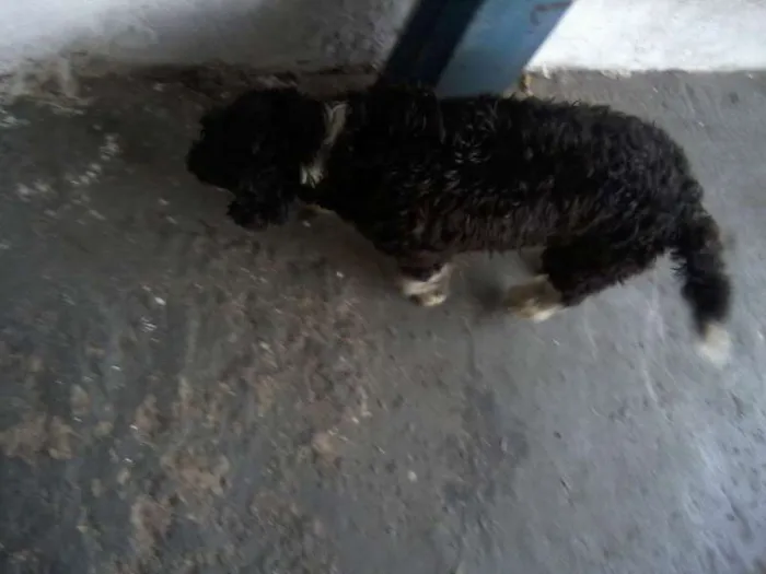Cachorro ra a SRD idade 4 anos nome Neguinha GRATIFICA