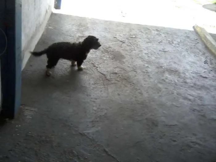 Cachorro ra a SRD idade 4 anos nome Neguinha GRATIFICA