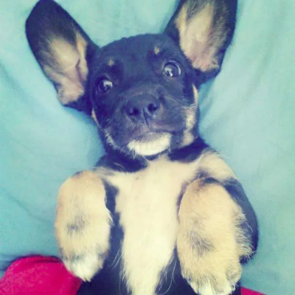 Cachorro raça SRD idade 2 a 6 meses nome Jake