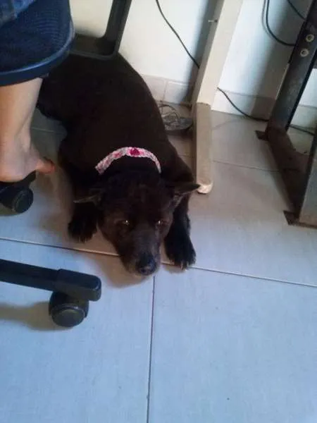 Cachorro ra a Chow Chow idade 6 ou mais anos nome TIBET