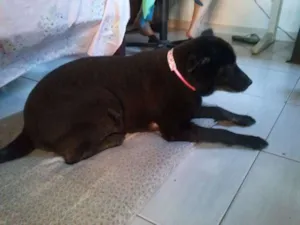 Cachorro raça Chow Chow idade 6 ou mais anos nome TIBET