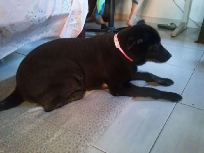 Cachorro ra a Chow Chow idade 6 ou mais anos nome TIBET