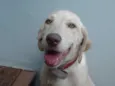 Filó