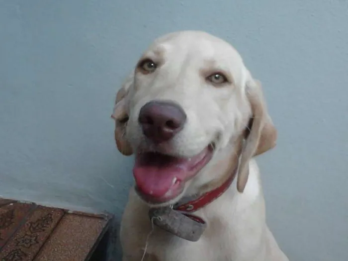 Cachorro ra a Labrador idade 1 ano nome Filó