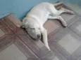 Filó