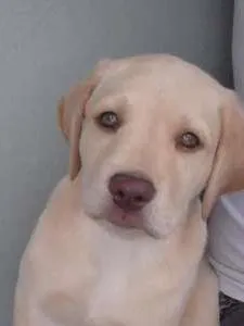 Cachorro ra a Labrador idade 1 ano nome Filó