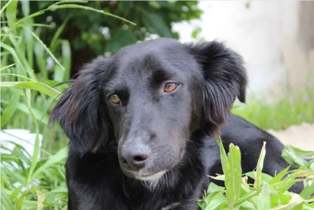 Cachorro ra a SRD idade 7 a 11 meses nome SORISSO