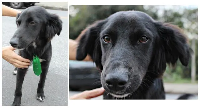 Cachorro ra a SRD idade 7 a 11 meses nome SORISSO