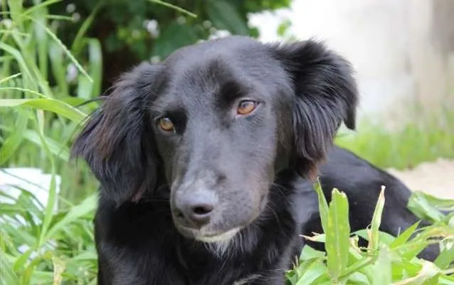 Cachorro ra a SRD idade 7 a 11 meses nome SORISSO