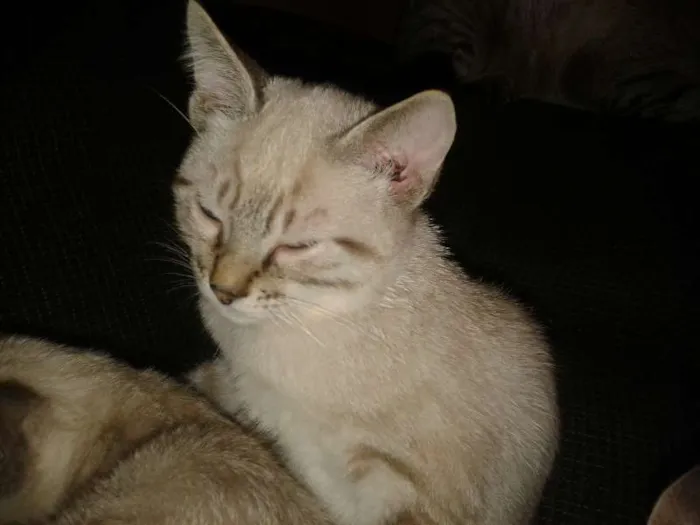Gato ra a N/D idade 2 a 6 meses nome Não possuem
